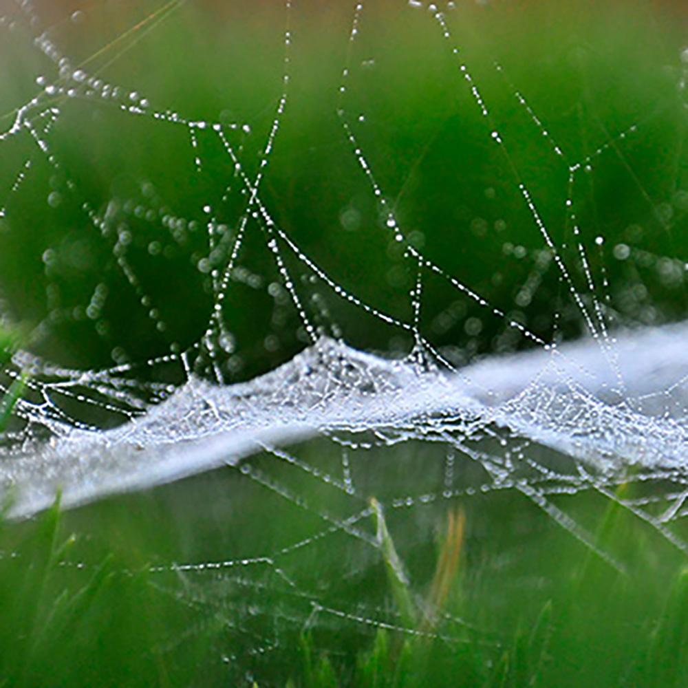Gordon Griffiths Spinnennetz-Faden (Cobweb), Superf Produktbild-Vorschau 10