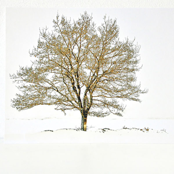 Vergoldeter Baum im Winter