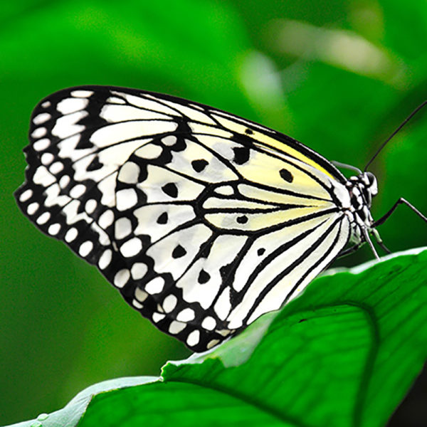 #nicelittlethingsaround – 33 – Schmetterlinge