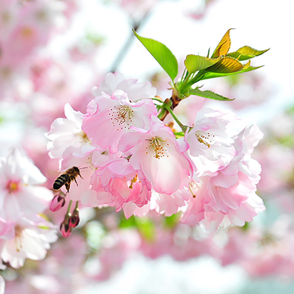 Sakura