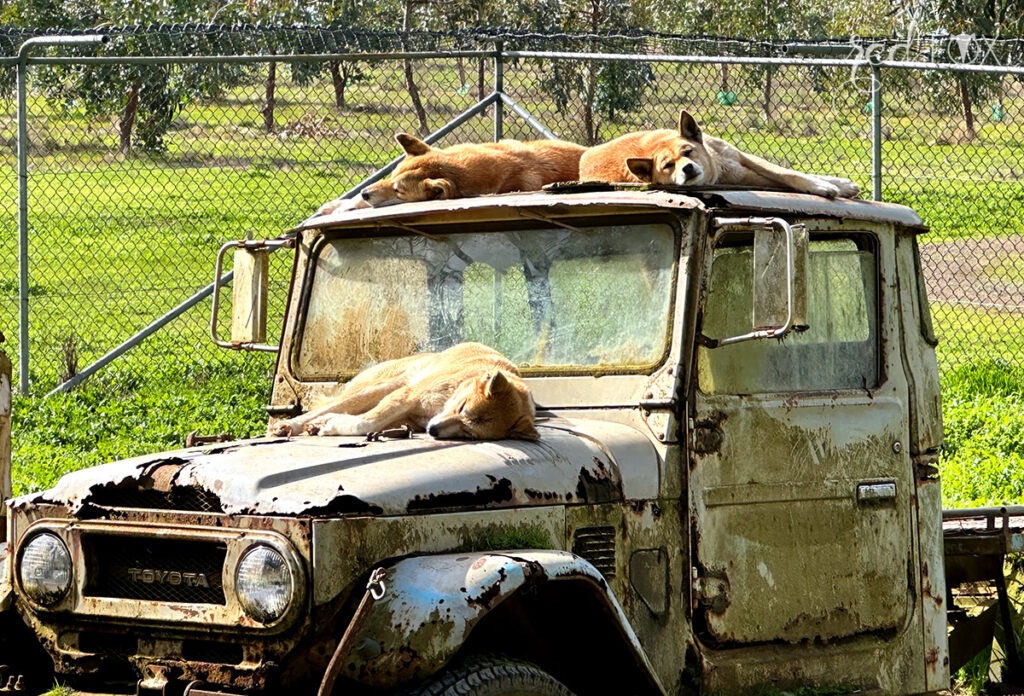 missredfox - Australien 7 - South Australia - 26