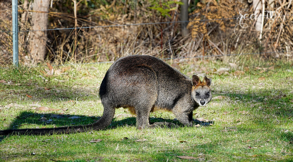 missredfox - Australien 7 - Victoria - 07