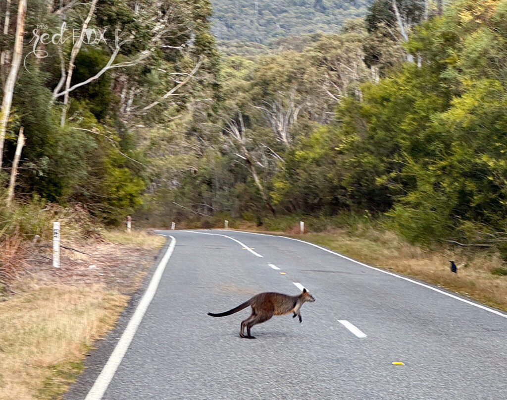 missredfox - Australien 7 - Victoria - 09