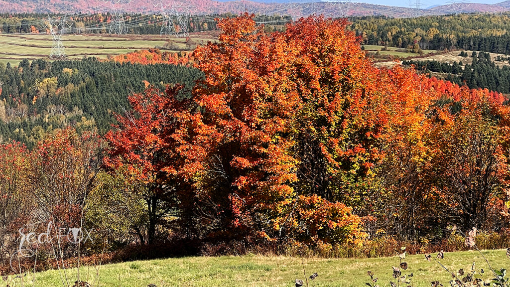 missredfox - Ostkanada Indian Summer - 1 - 44