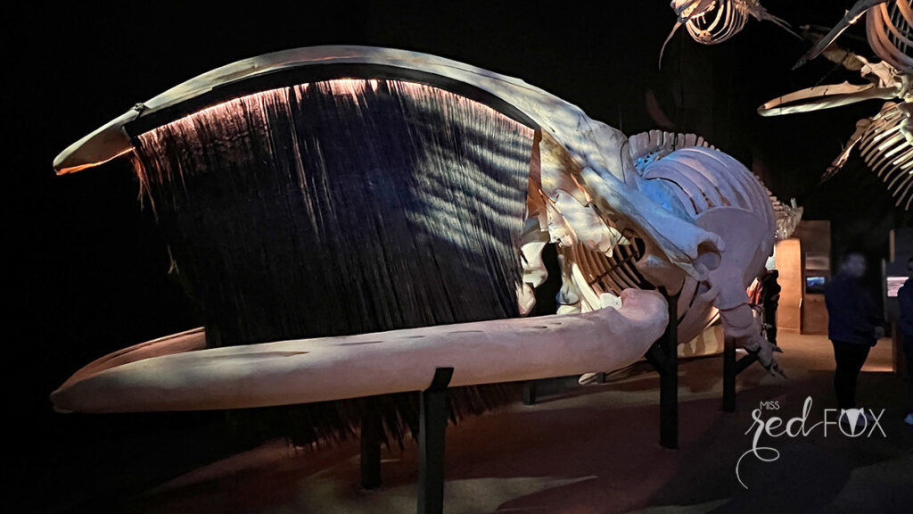 missredfox - Ostkanada Indian Summer - 1 - 69