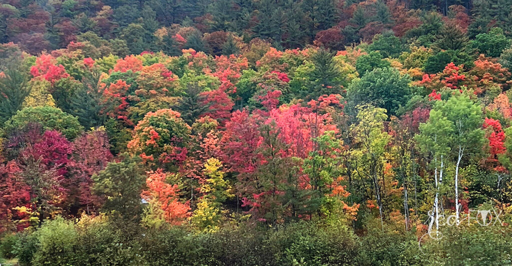 missredfox - Ostkanada Indian Summer - 1 - 82