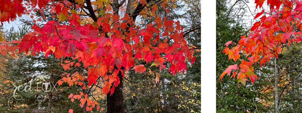 missredfox - Ostkanada Indian Summer - 2 - 23