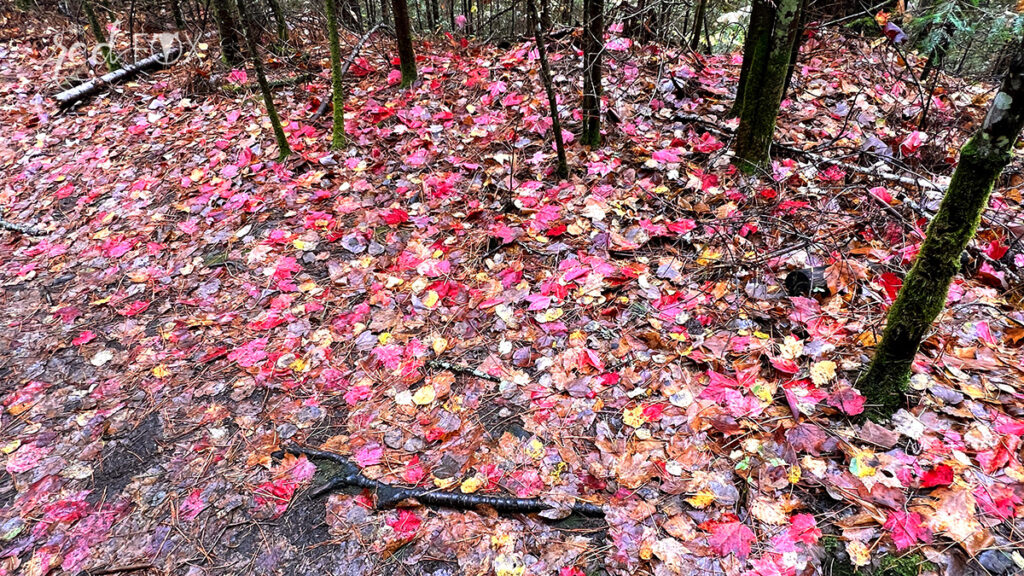 missredfox - Ostkanada Indian Summer - 2 - 31